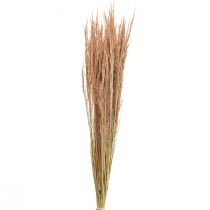 Article Herbe courbée rouge Agrostis Herbe sèche rouge brun 65cm 80g