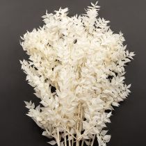 Article Branches de Ruscus branches décoratives fleurs séchées blanchies 10 pcs
