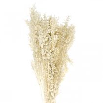 Brindilles de Ruscus brindilles déco fleurs séchées crème 200g