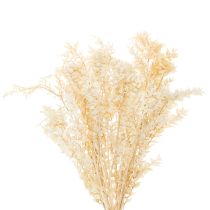 Article Branche de Ruscus Séché Blanchi 200g