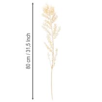 Article Branche de Ruscus Séché Blanchi 200g