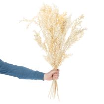 Article Branche de Ruscus Séché Blanchi 200g