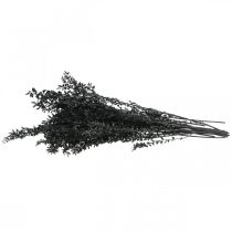 Article Branches de Ruscus branches décoratives fleurs séchées noires 200g