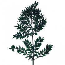 Branches décoratives vertes Ruscus vert foncé 75-95cm 1kg