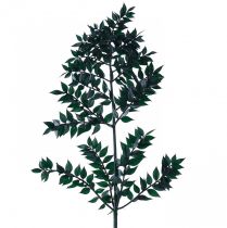 Article Branches décoratives vertes Ruscus vert foncé 75-95cm 1kg