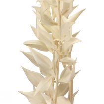 Article Branche décorative séchée Ruscus Ruscus blanchi 62cm 1pc