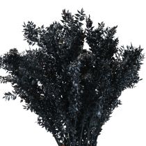 Branches décoratives séchées Ruscus Ruscus Noir 1kg