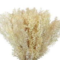 Article Branches décoratives séchées Ruscus Ruscus blanchies 1kg