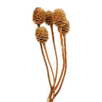 Article Sabulosum 4-6 têtes par branche 25 pcs