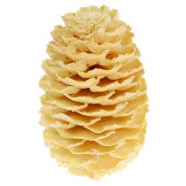Article Cônes de Sabulosum blanchis 500g