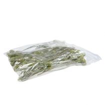 Article Branche de Sabulosum 4-6 Vert givré 25 pièces