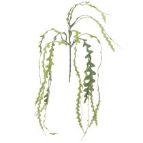 Article Feuille de scie artificielle Cactus Epiphyllum anguliger L68cm 3 pcs