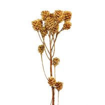 Article Branche de Salignum fleurs de leucadendron légères sur branche 25 pièces