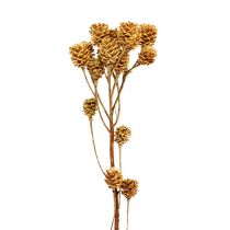 Article Branche de Salignum fleurs de leucadendron légères sur la branche 25 pcs
