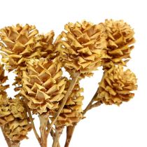 Lumière Salignum 25pcs