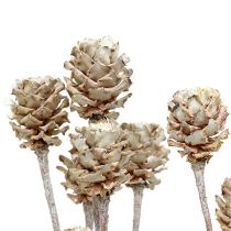 Salignum lavé blanc 25pcs