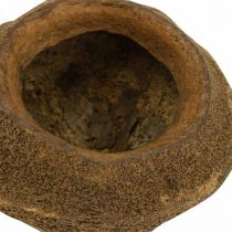 Article Lot de 3 pots en noix de Sapucaia naturelle Ø14cm H10cm
