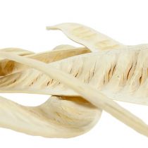 Article Pod Scaletta blanchi 25 pcs