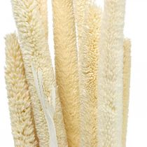 Bouquet de roseau déco roseau séché blanchi H60cm