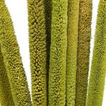 Épi de roseau déco herbe de roseau séchée vert H60cm bouquet
