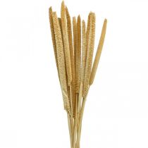 Épi de roseau déco herbe de roseau séchée naturelle H60cm bouquet