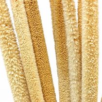 Épi de roseau déco herbe de roseau séchée naturelle H60cm bouquet