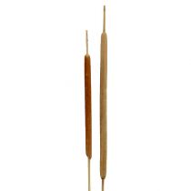 Article Mélange de bulbes de roseaux roseaux décoratifs naturels 70cm 100 pcs