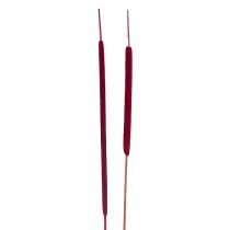 Article Epis de roseau naturels Rouge bruyère Tailles diverses 100pcs