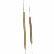 Article Epis de roseau Déco naturelle Blanchies Tailles diverses 100pcs