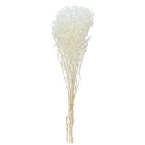 Article Gypsophile Blanc Herbes Séchées Décoration Crème 65-70cm 100g