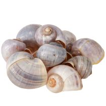 Article Coquilles d&#39;escargots nature 1kg