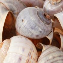 Article Coquilles d&#39;escargots nature 1kg