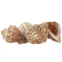 Article Décoration coquille d&#39;escargot escargots de mer crème brune 4-6cm 300g