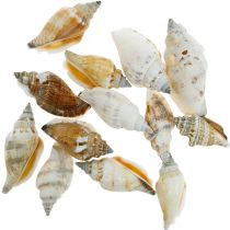 Coquilles d&#39;escargots décoratives vides dans un filet de dégagement Escargots de mer 400g