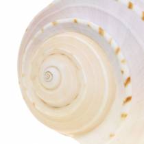 Coquille d&#39;escargot décorative Tonna tessellata naturel 10-13cm 4pcs