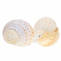 Coquille d&#39;escargot décorative Tonna tessellata naturel 10-13cm 4pcs