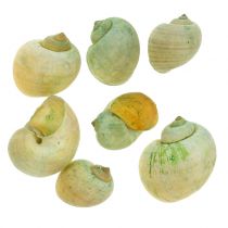 Coquilles d&#39;escargots vert 1kg