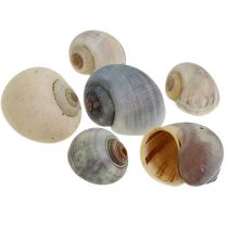 Coquilles d&#39;escargots nature 1kg