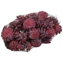 Article Pommes de pin noir Déco naturelle Rouge, blanchies 5-7cm 1kg