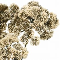 Article Sedum fleur artificielle sedum crème décoration florale automne 70cm 3pcs