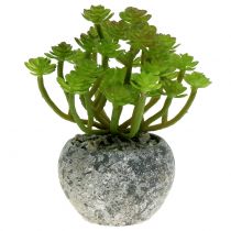 Plantes artificielles en pot Succulente Artificielle Verte H15cm