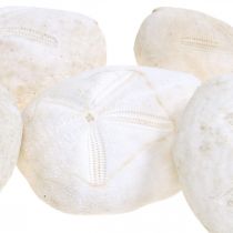 Article Oursin blanc, décoration naturelle maritime 4cm-6cm 25pcs