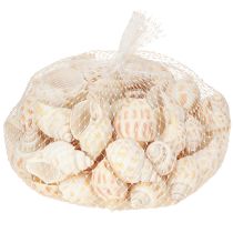 Article Escargots de mer coquilles d'escargots naturelles maritimes 2–4 cm 300 g