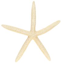 Article Étoiles de mer décoratives naturelles séchées, véritables étoiles de mer 15-17 cm, 10 pièces