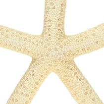 Article Étoiles de mer décoratives naturelles séchées, véritables étoiles de mer 15-17 cm, 10 pièces