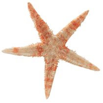 Article Étoile de mer décoration naturelle couleurs naturelles maritime Ø6,5–8cm 100 pcs