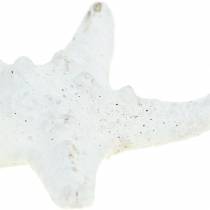 Article Boutons étoile de mer blanc 30pcs