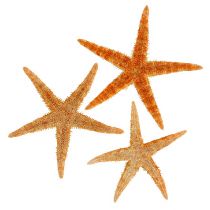 Mélange d&#39;étoiles de mer 8cm - 10cm 50pcs