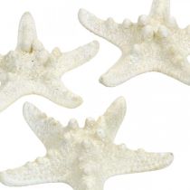 Décoration étoile de mer blanche, étoile de mer séchée pour artisanat 7-11cm 15p
