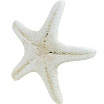 Article Étoiles de mer décoratives blanches séchées pour travaux manuels, 7-11 cm, 15 pièces